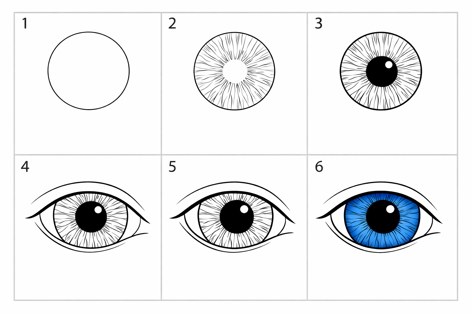Cómo dibujar un iris paso a paso